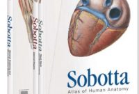 Sobotta Atlas of Human Anatomy All Volumes 1-2-3 PDF Free Download