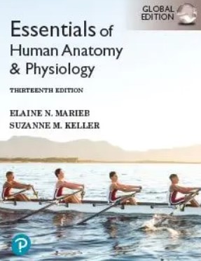 Essentials of Human Anatomy & Physiology Global 13th Edition PDF Free Download