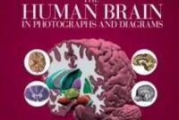 The Human Brain in Photographs and Diagrams Vanderah 5th Edition PDF Free Download